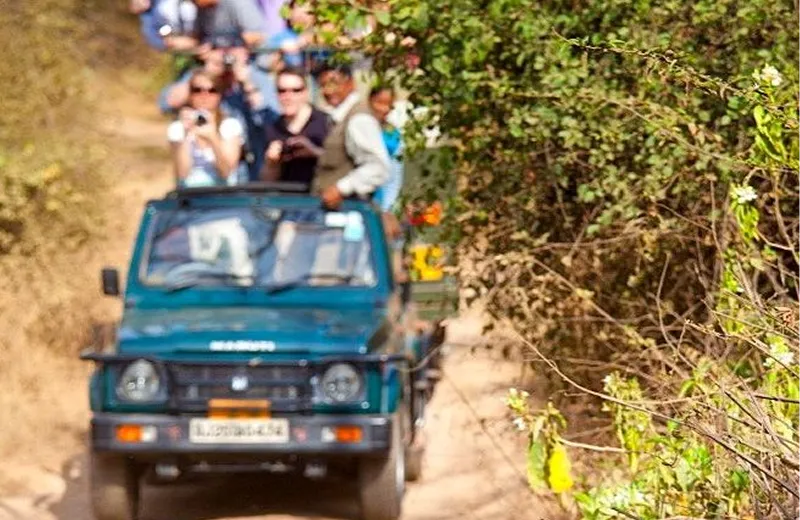 Open jeep jungle safari spotting wildlife in Dandeli