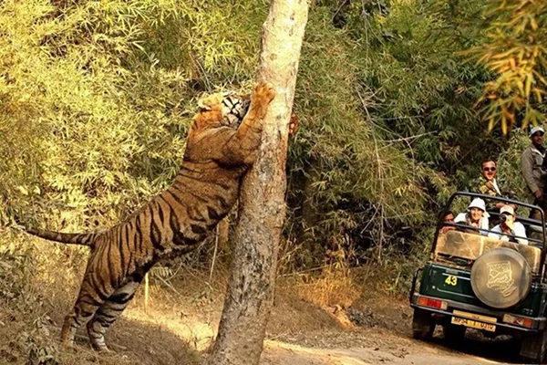 Dense jungle habitat of the Dandeli Wildlife Sanctuary