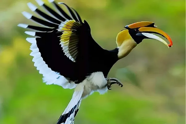 Great Hornbill birds spotted during bird watching in Dandeli