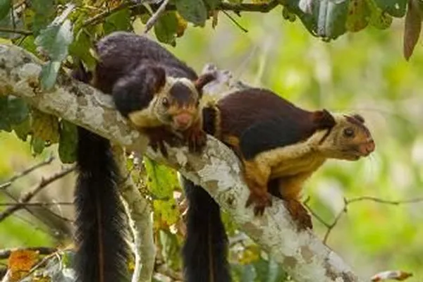 Malabar Giant Squirrel in the misty Dandeli forest